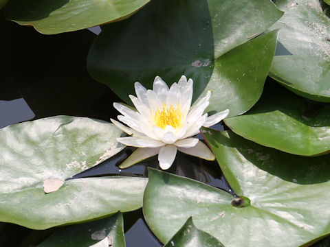 Nymphaea cv.