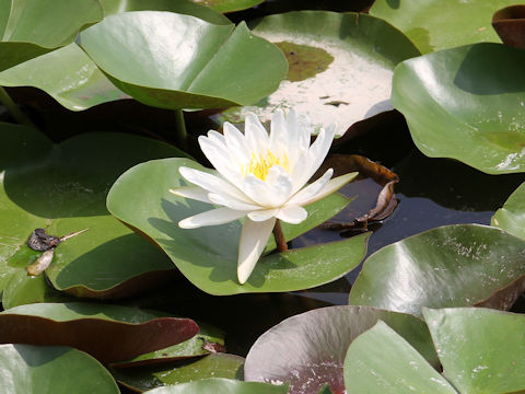 Nymphaea cv.