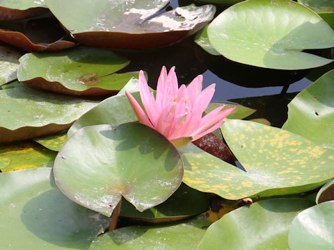 Nymphaea cv.