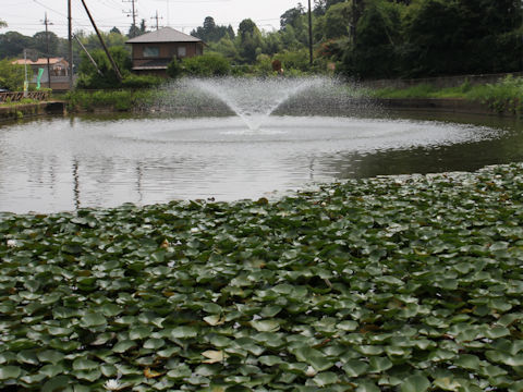 Nymphaea cv.