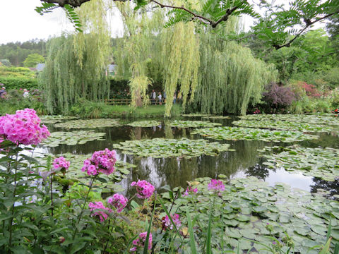 Nymphaea cv.