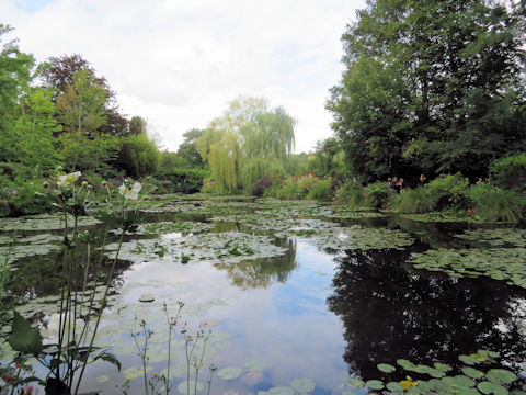 Nymphaea cv.