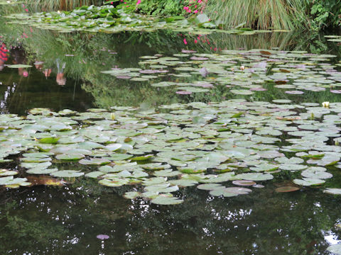 Nymphaea cv.