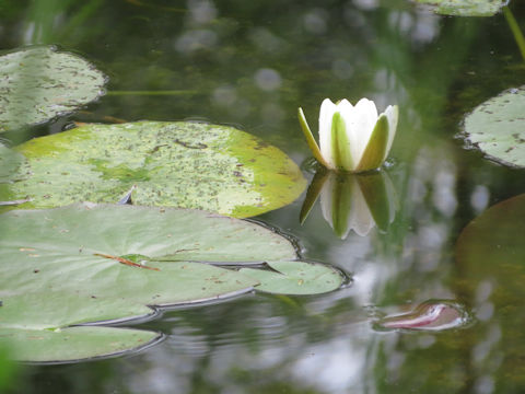 Nymphaea cv.