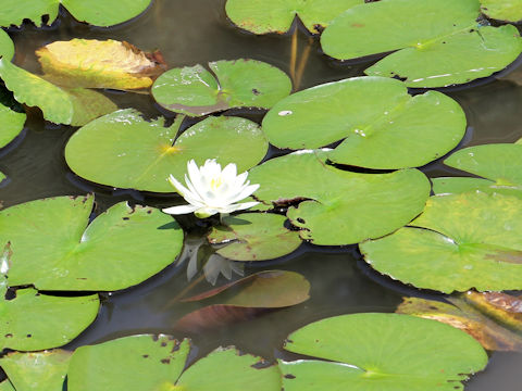 Nymphaea cv.