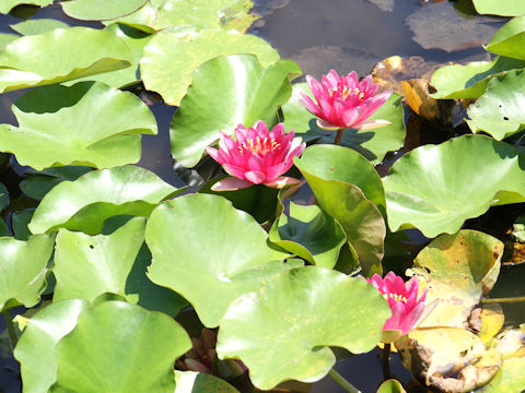 Nymphaea cv.