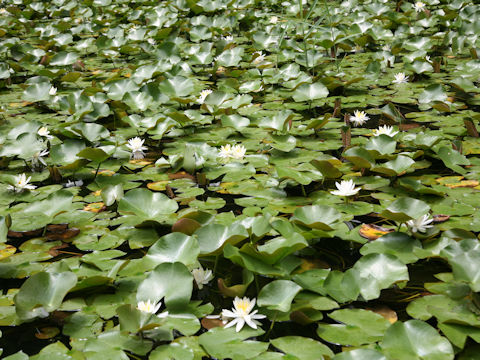 Nymphaea cv.