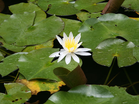 Nymphaea cv.