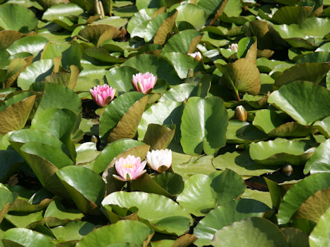 Nymphaea cv.