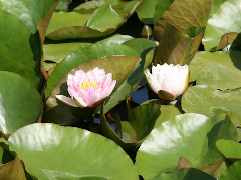 Nymphaea cv.