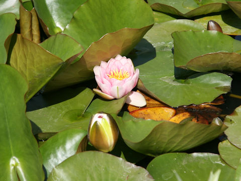 Nymphaea cv.