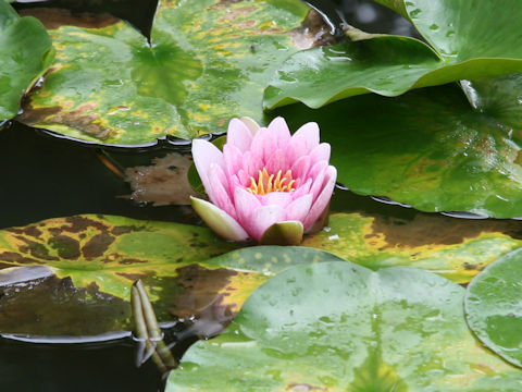 Nymphaea cv.