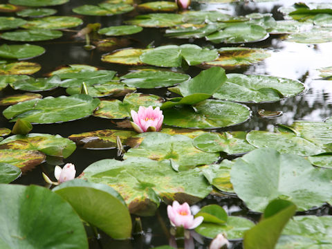 Nymphaea cv.