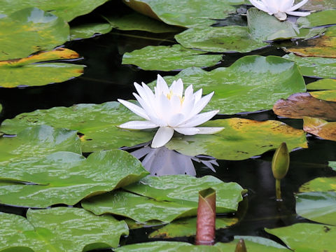 Nymphaea cv.
