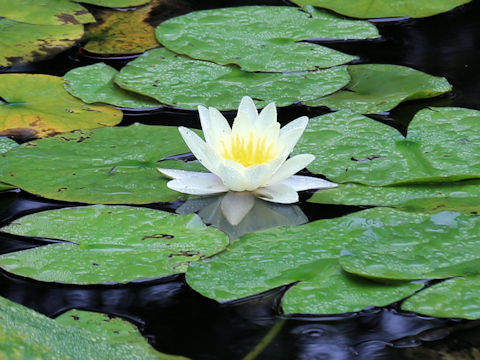 Nymphaea cv.