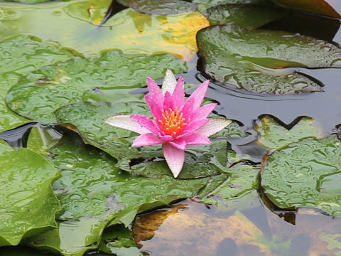 Nymphaea cv.