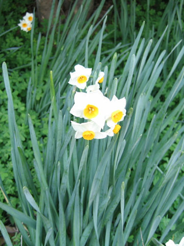 Narcissus tazetta var. chinensis