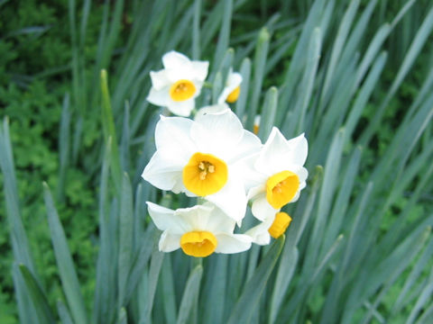 Narcissus tazetta var. chinensis