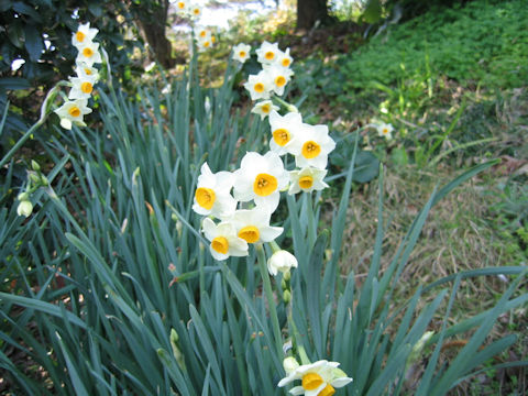 Narcissus tazetta var. chinensis