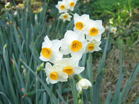 Narcissus tazetta var. chinensis