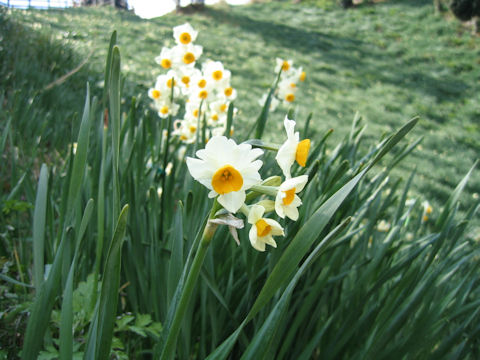 Narcissus tazetta var. chinensis