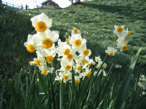 Narcissus tazetta var. chinensis