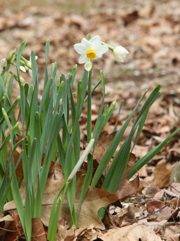 高級スイセン スイセン (Narcissus tazetta var. chinensis)