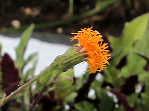 Gynura bicolor