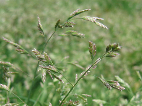 Poa annua