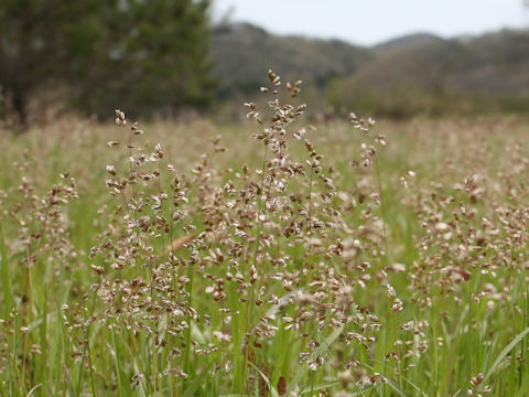 Poa annua