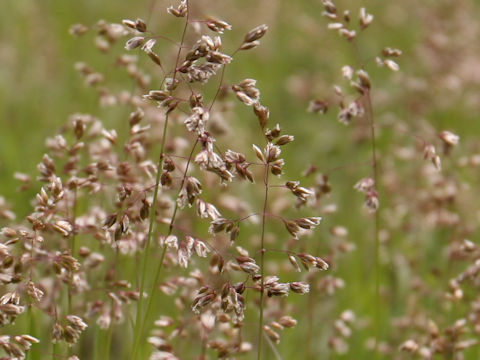 Poa annua