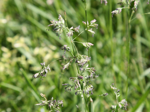 Poa annua