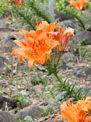 Lilium maculatum