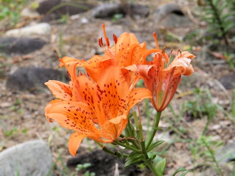 Lilium maculatum