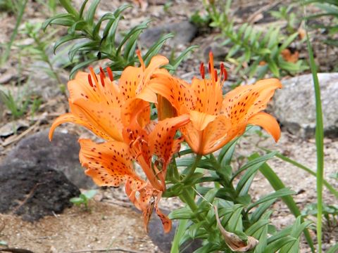 Lilium maculatum