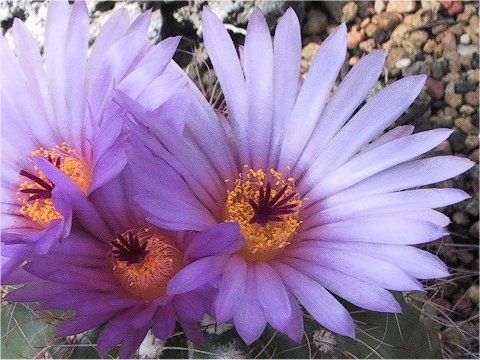 Notocactus uebelmannianus