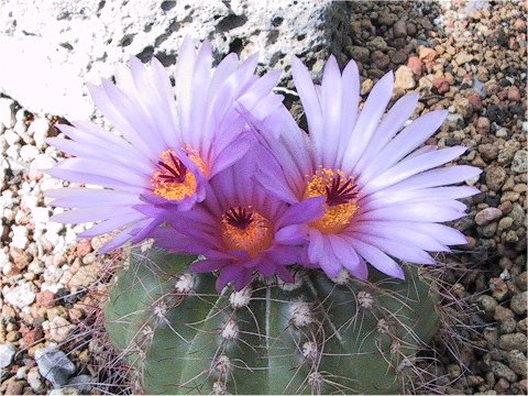 Notocactus uebelmannianus