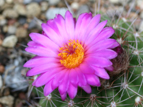 Notocactus uebelmannianus