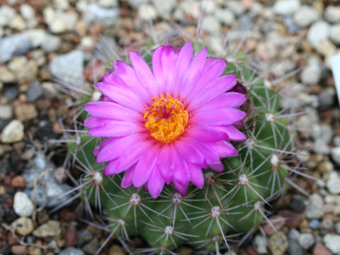 Notocactus uebelmannianus