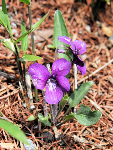 Viola mandshurica