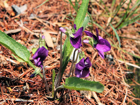 Viola mandshurica