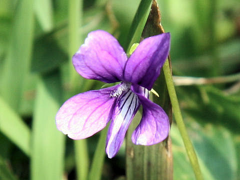 Viola mandshurica