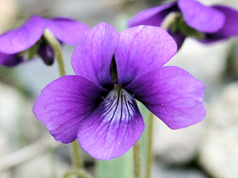 Viola mandshurica