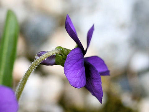 Viola mandshurica