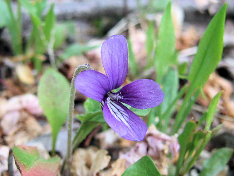 Viola mandshurica