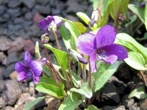 Viola mandshurica