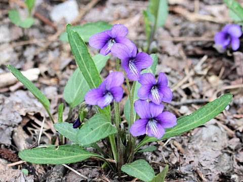 Viola mandshurica