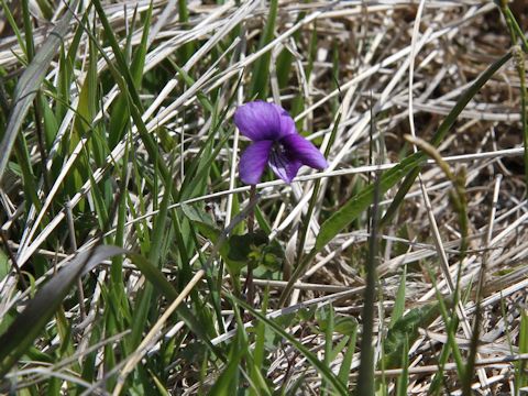 Viola mandshurica