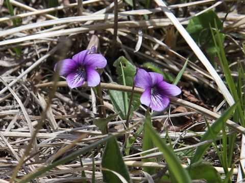 Viola mandshurica