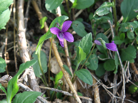 Viola mandshurica